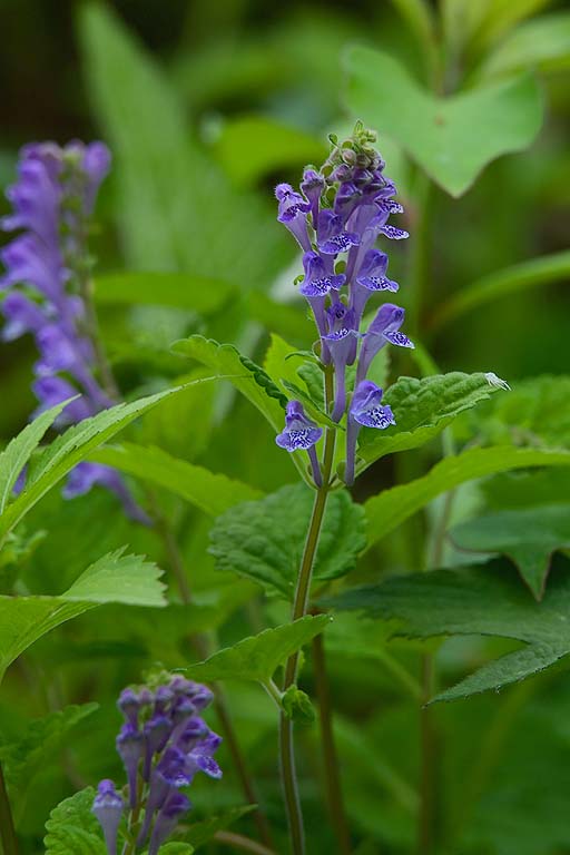 f:id:inuwan33:20210427154741j:plain