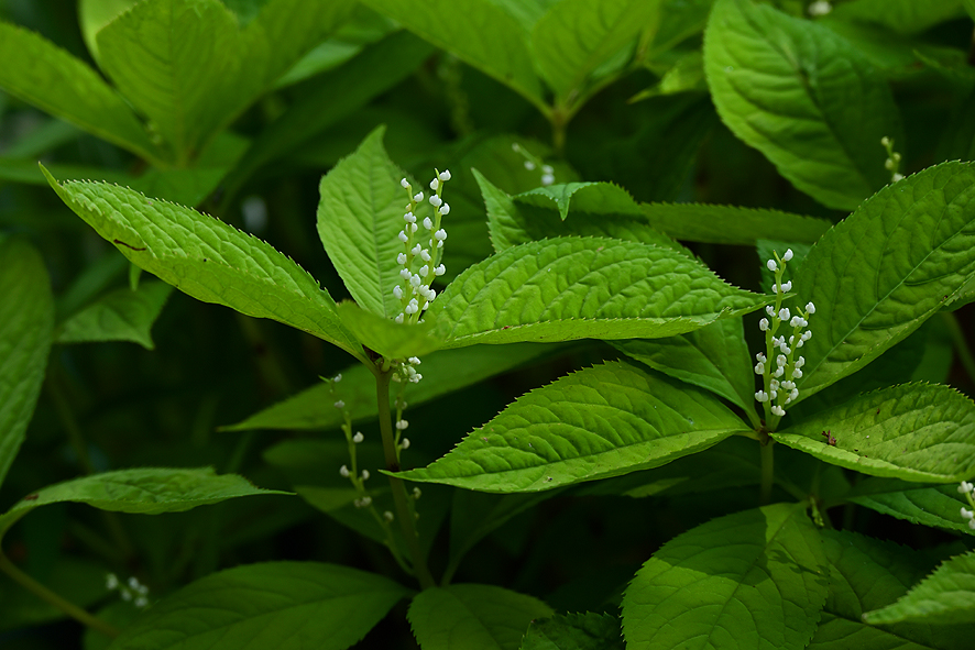 f:id:inuwan33:20210427154818j:plain