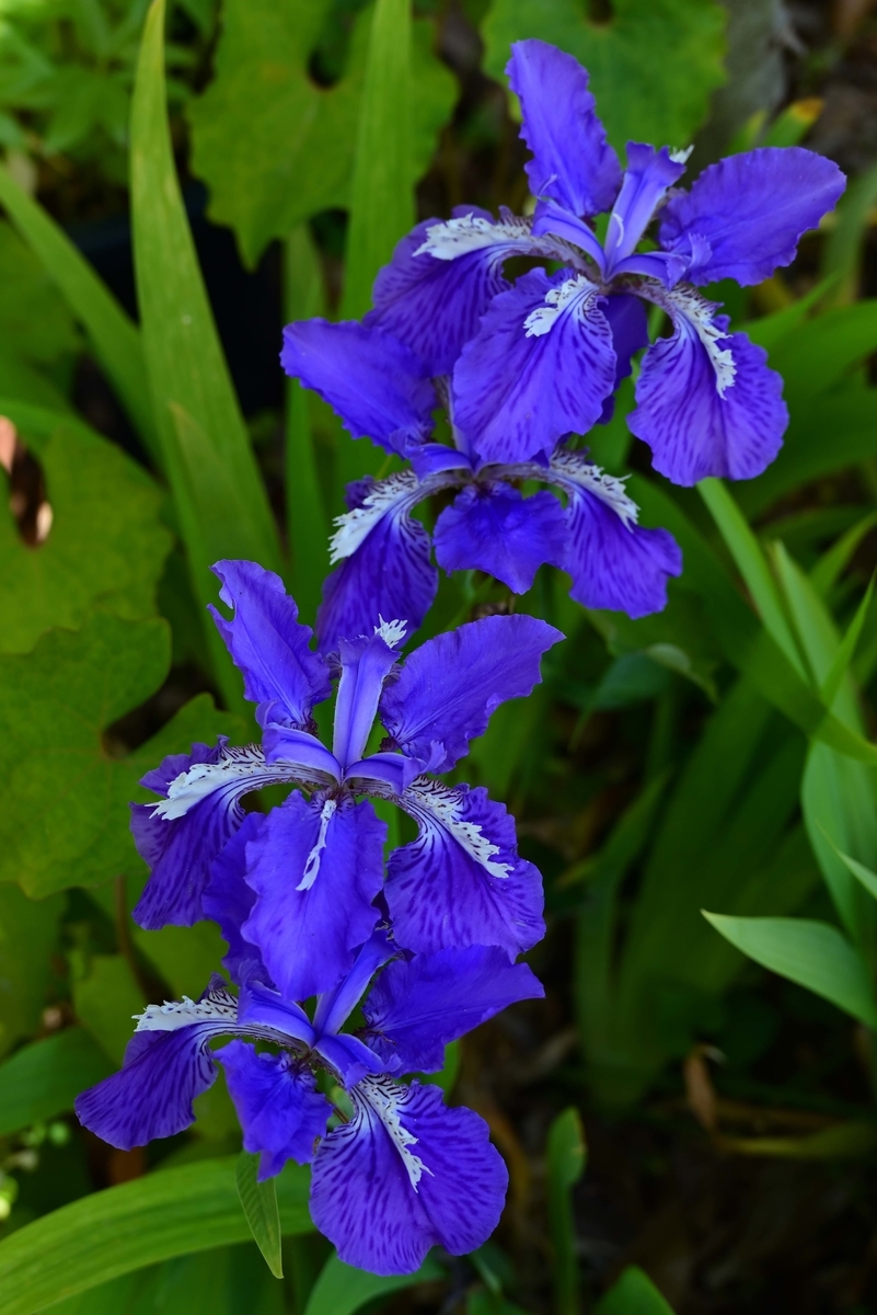 f:id:inuwan33:20210427154854j:plain