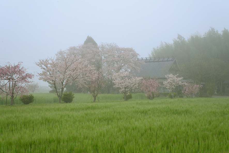 f:id:inuwan33:20210710090513j:plain