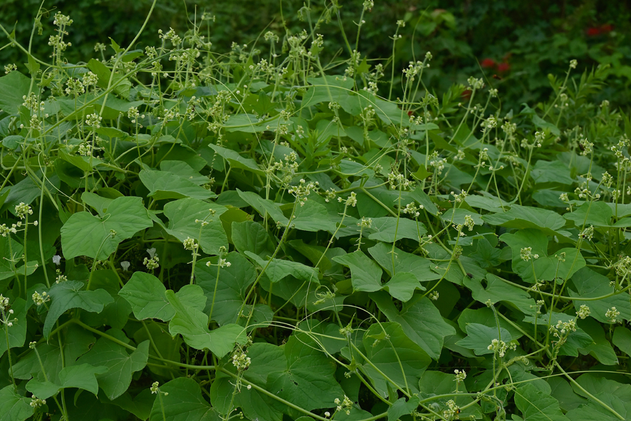 f:id:inuwan33:20210916134122j:plain