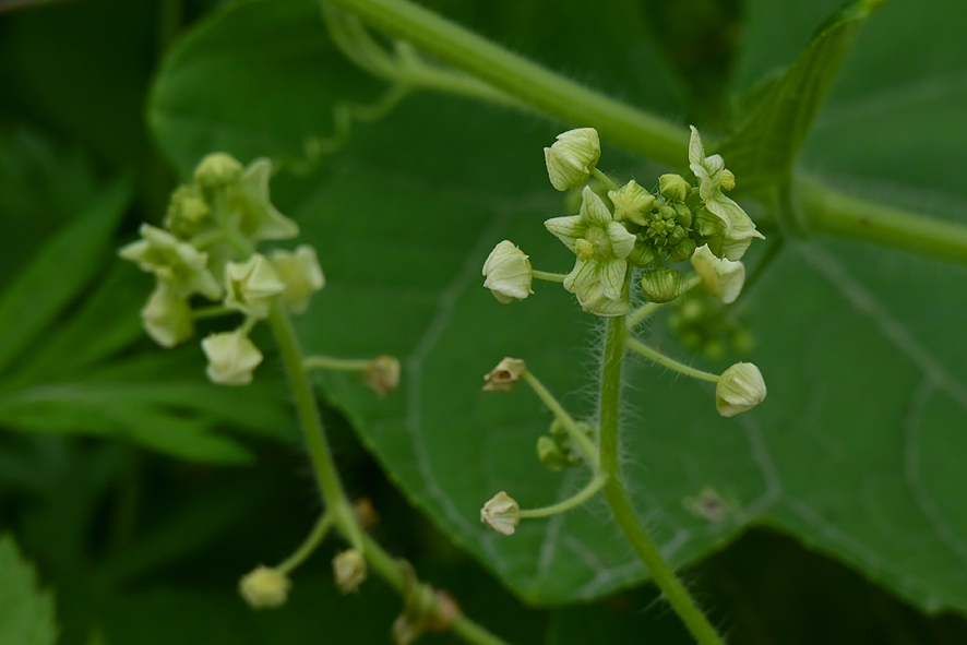 f:id:inuwan33:20210916134324j:plain