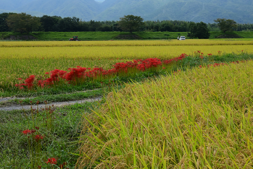 f:id:inuwan33:20210916135111j:plain