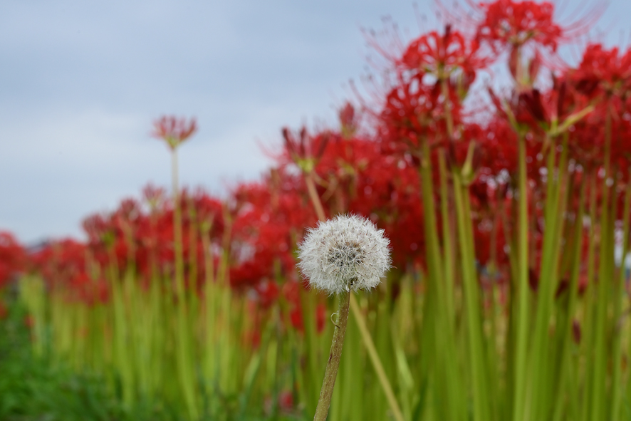 f:id:inuwan33:20210916135446j:plain