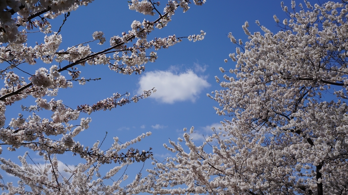 桜の写真