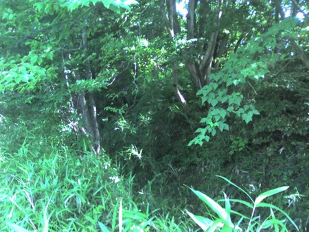 f:id:io_oi:20070617155620j:image f:id:io_oi:20070617155620j:image