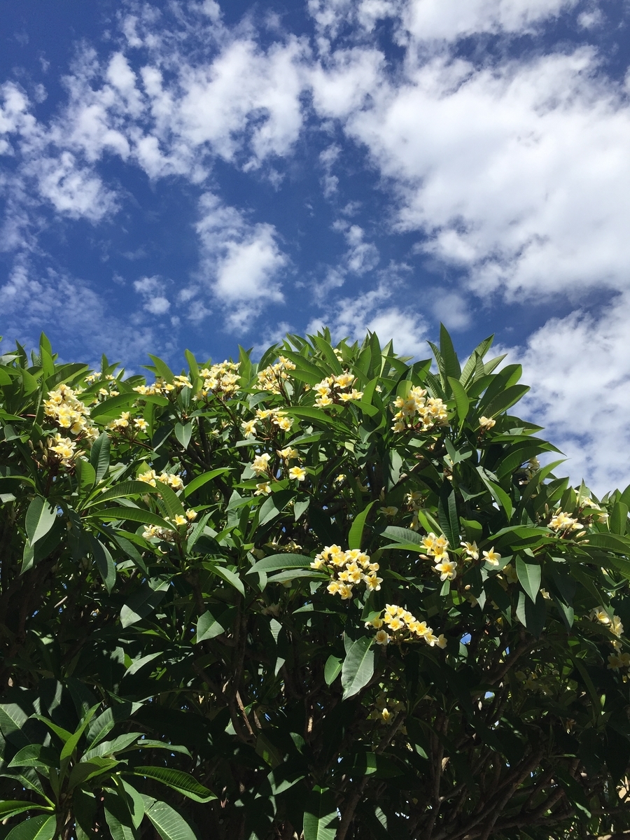 f:id:iocoivy:20190422015832j:plain