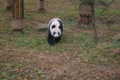 2018中国成都パンダ写真