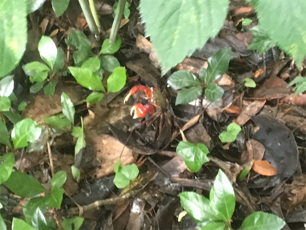 f:id:ippeyo:20170701090013j:image