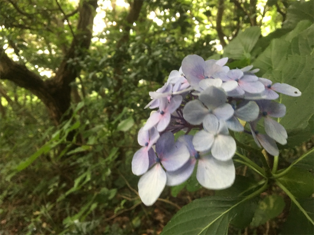 f:id:ippeyo:20170701090038j:image