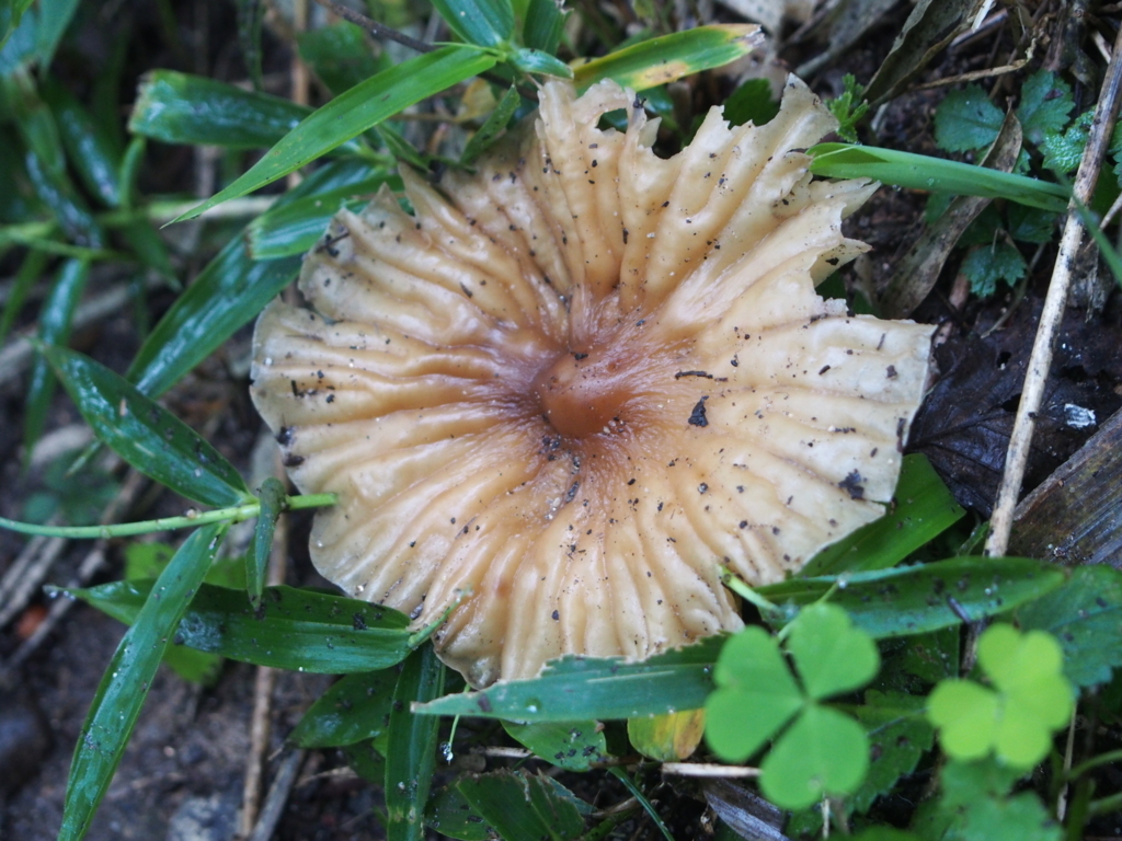 f:id:ippeyo:20170730225540j:plain