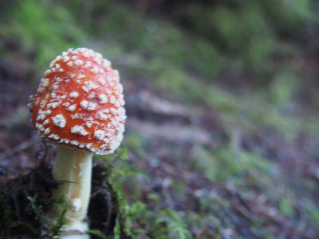 f:id:ippeyo:20170814014758j:plain