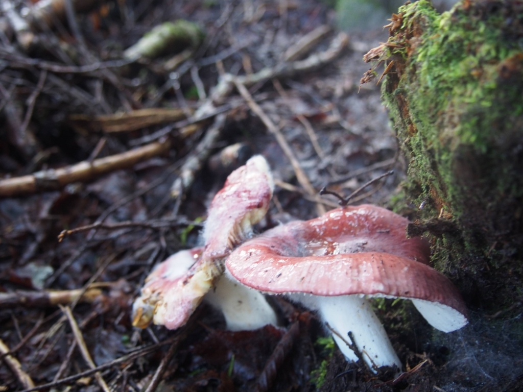 f:id:ippeyo:20170814014811j:plain