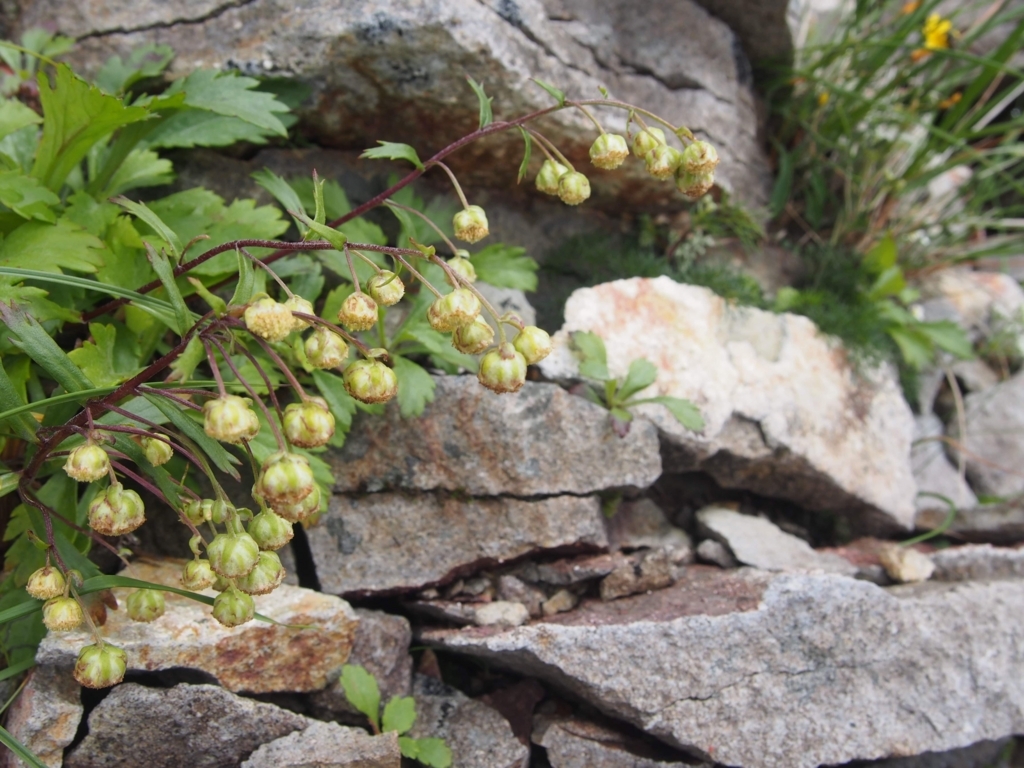 f:id:ippeyo:20170818233953j:plain