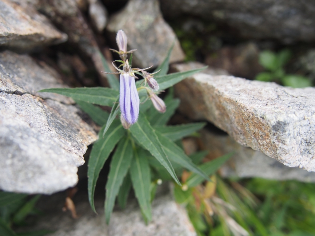 f:id:ippeyo:20170818234009j:plain