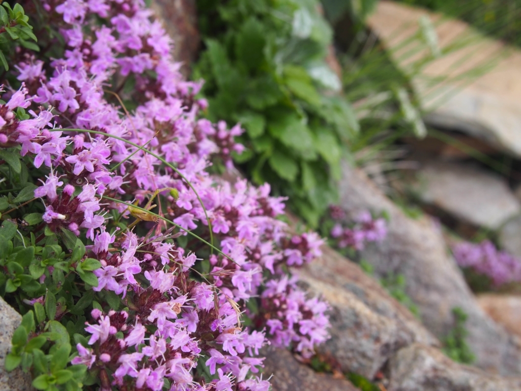 f:id:ippeyo:20170818234056j:plain