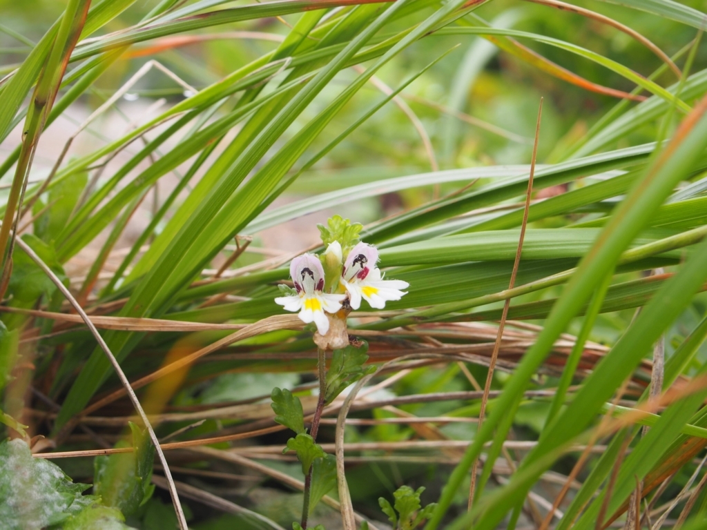 f:id:ippeyo:20170818234115j:plain