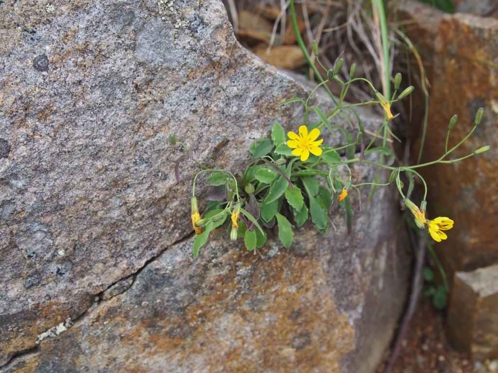 f:id:ippeyo:20170818234130j:plain