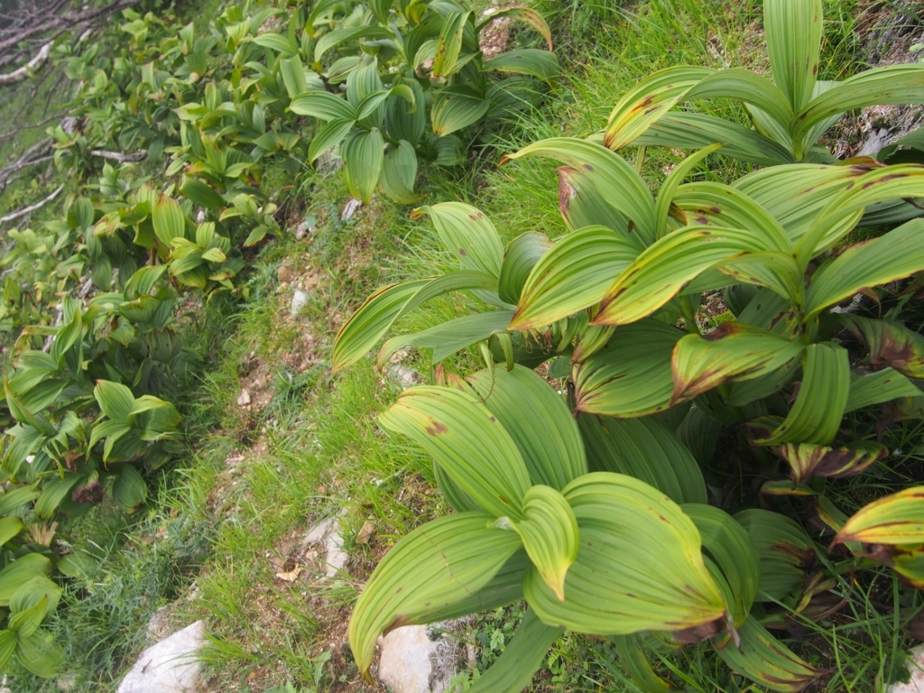 f:id:ippeyo:20170818235047j:plain