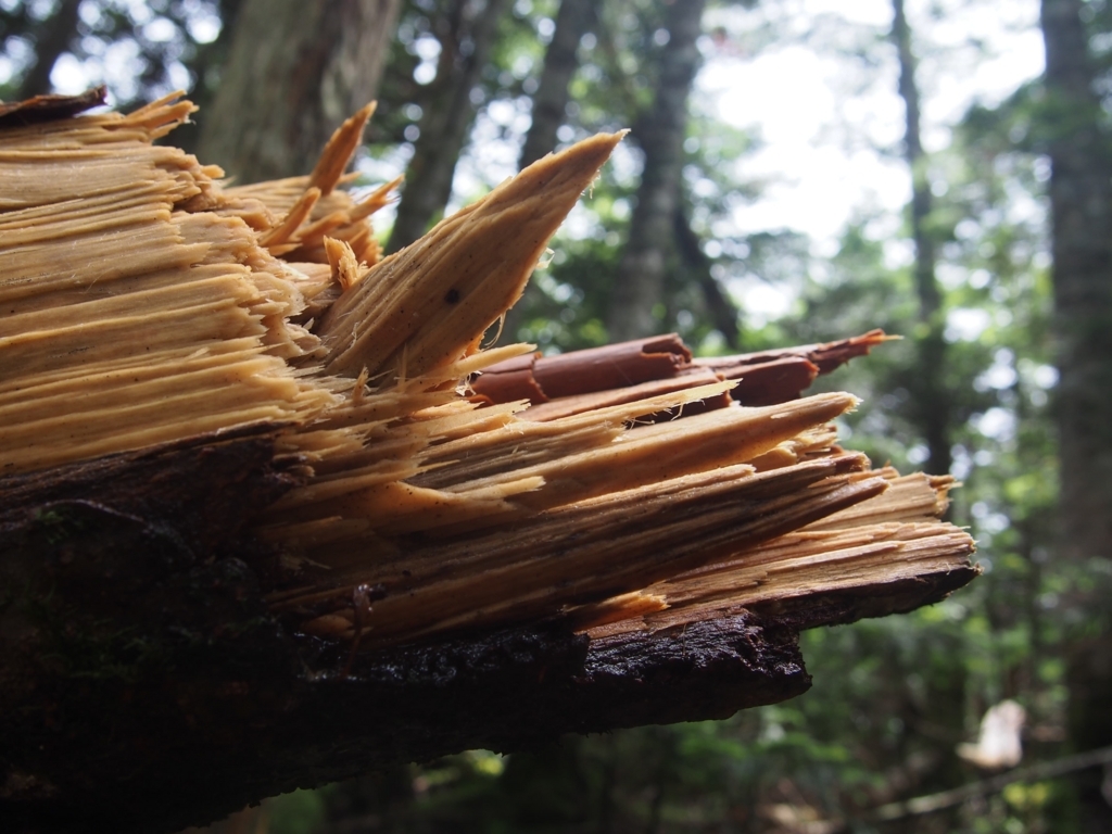 f:id:ippeyo:20170818235114j:plain