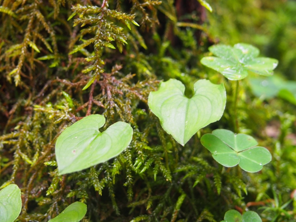 f:id:ippeyo:20170818235128j:plain