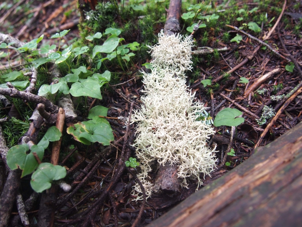 f:id:ippeyo:20170818235141j:plain