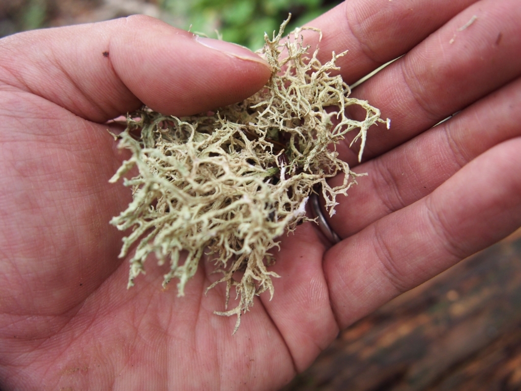 f:id:ippeyo:20170818235154j:plain