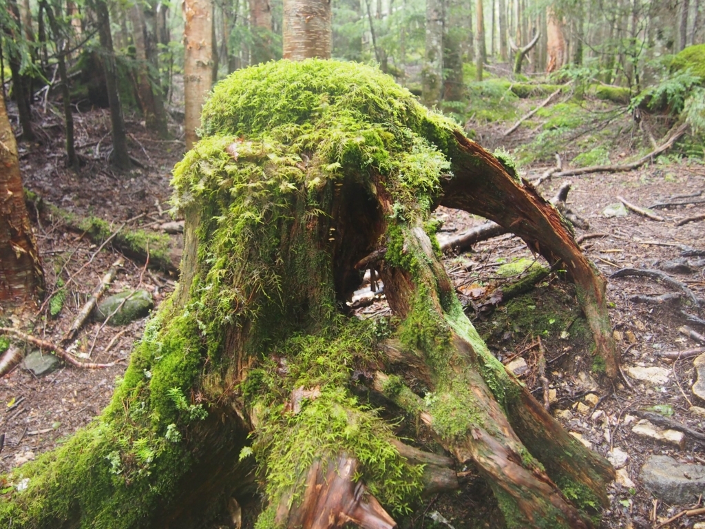 f:id:ippeyo:20170819000312j:plain