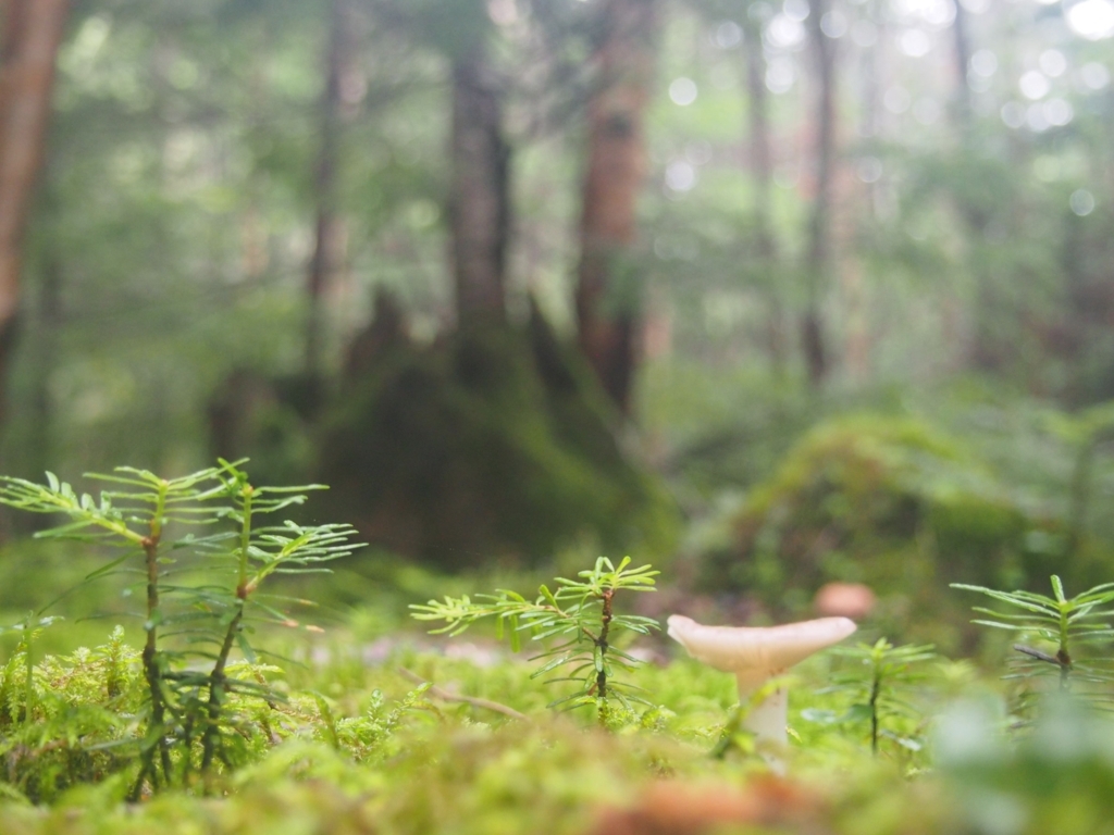 f:id:ippeyo:20170819000931j:plain