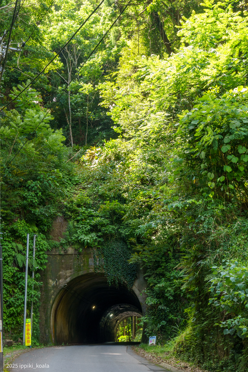 新緑がきれいでした