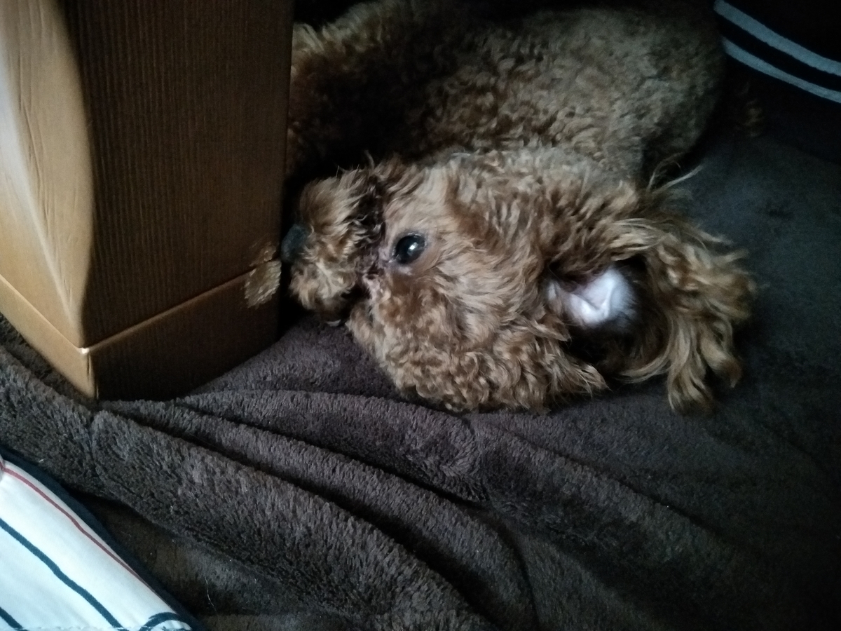 f:id:ippome:20190518232644j:plain f:id:ippome:20190518232644j:plain