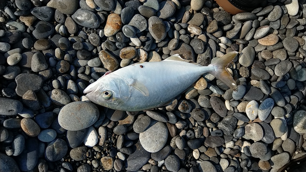 七里御浜 午後の部 シオ 七里御浜でショアジギングやってます