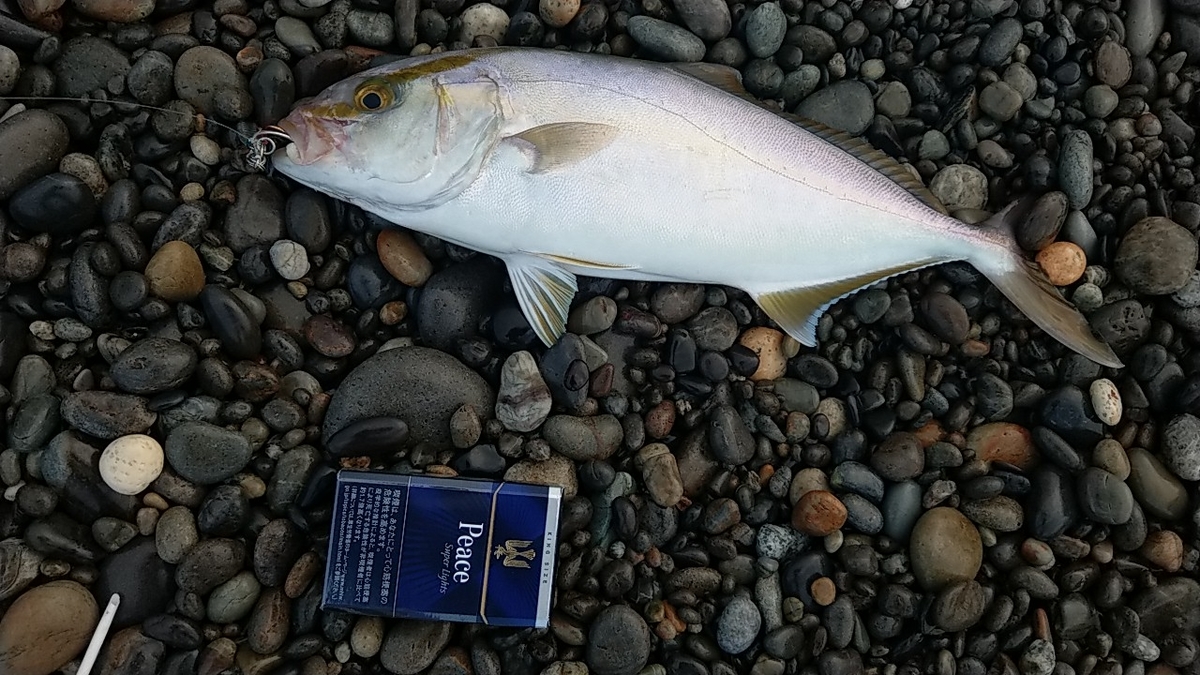 f:id:ipssii:20190823073417j:plain