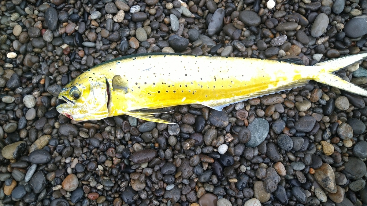 七里御浜 釣り三昧な日々 七里御浜でショアジギングやってます