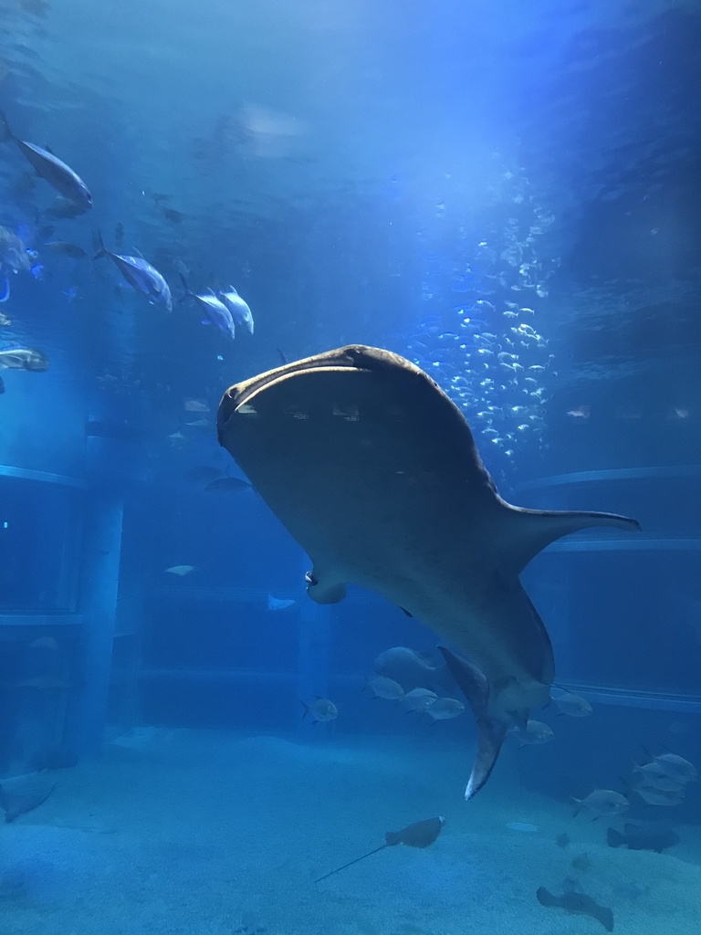 f:id:ipx-writer:20190204205402j:plain