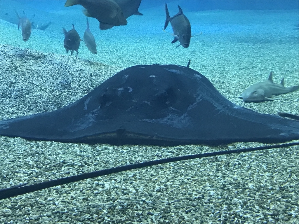 f:id:ipx-writer:20190204205448j:plain