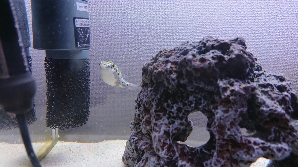 f:id:ipx-writer:20190914200544j:plain