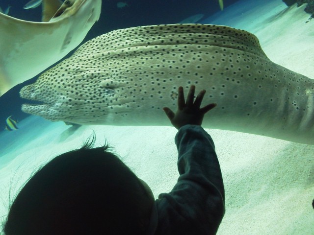 NEC_0651.jpg