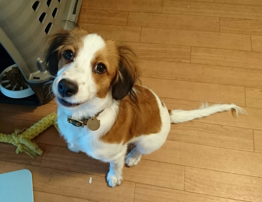 ガマルの一人称 オラ 一人暮らしの犬入門