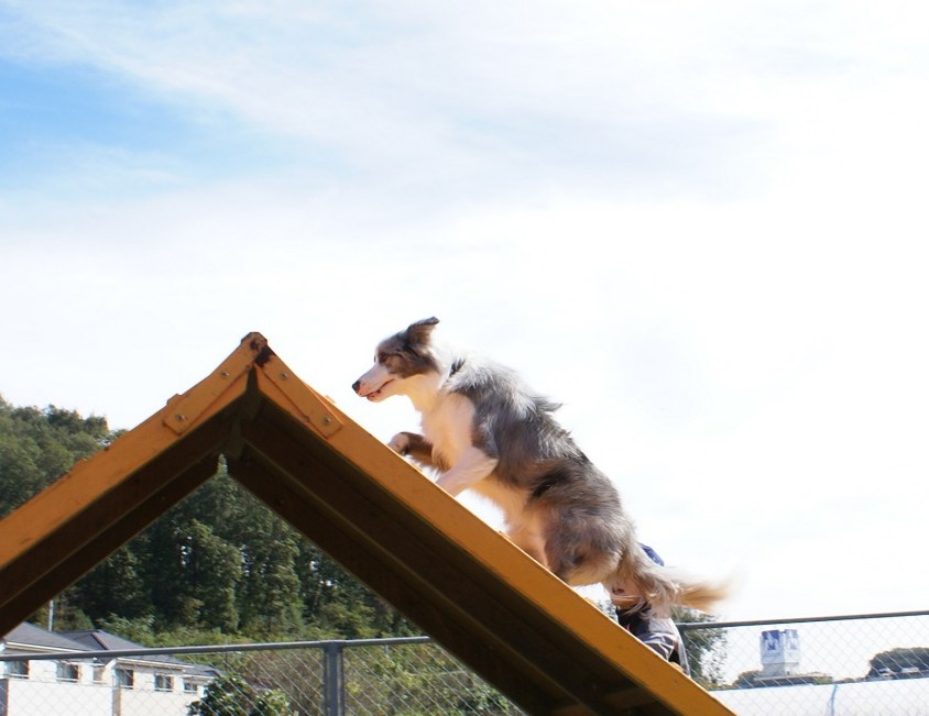アジリティ練習 トンネル怖い編 一人暮らしの犬入門