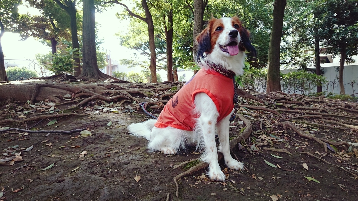 ハンドメイド犬服 リブ付け - 一人暮らしの犬入門 ハンドメイド犬服 リブ付け - 一人暮らしの犬入門