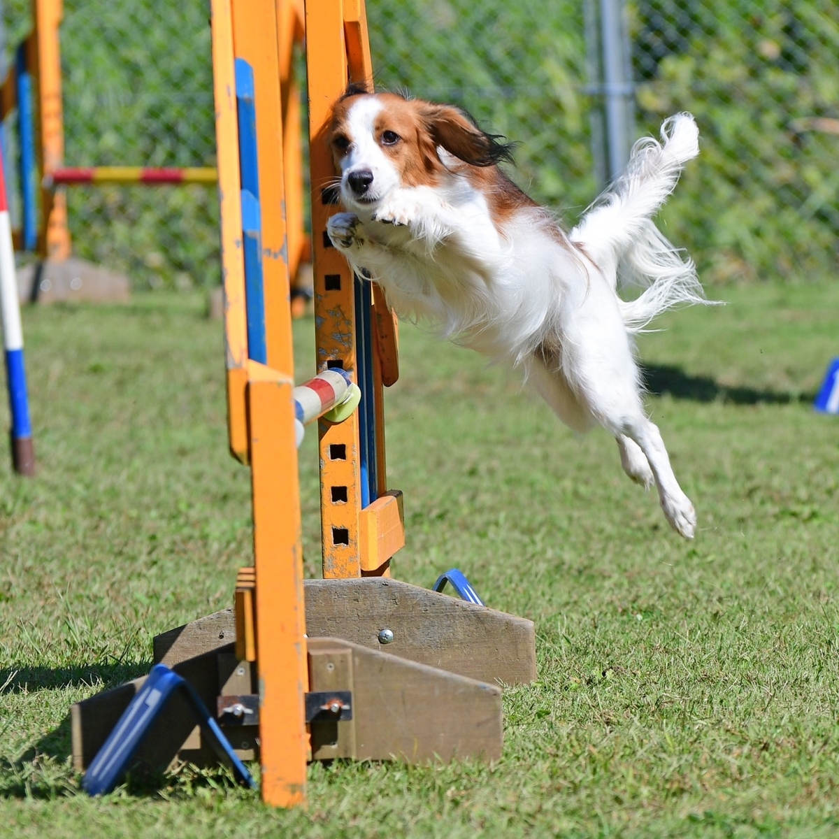 アジリティのハンドリング アウト イン編 一人暮らしの犬入門