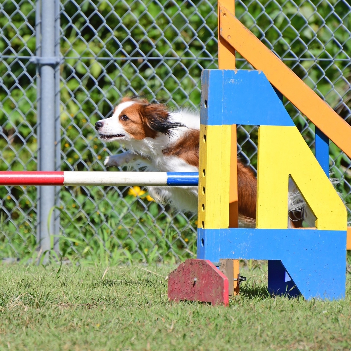 アジリティのハンドリング アウト イン編 一人暮らしの犬入門