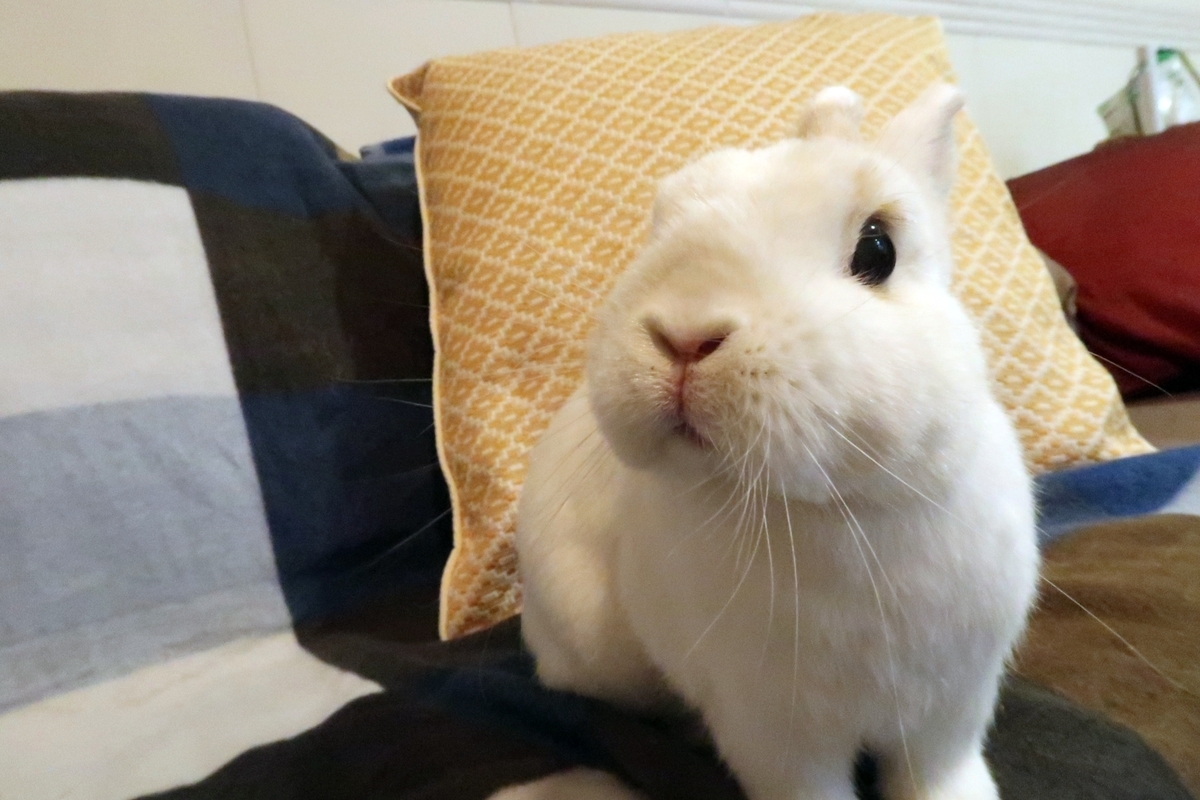 うさぎのヒナ８歳になりました 一人暮らしの犬入門