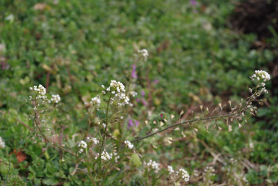 f:id:irajiomura:20100205141017j:image