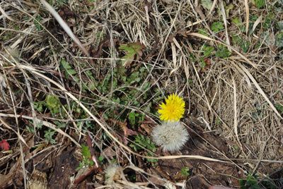 f:id:irajiomura:20100205141404j:image