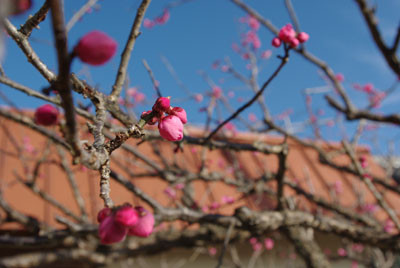 f:id:irajiomura:20100206154710j:image