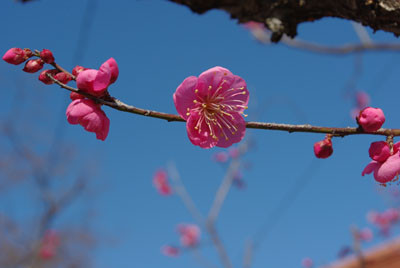 f:id:irajiomura:20100206154803j:image