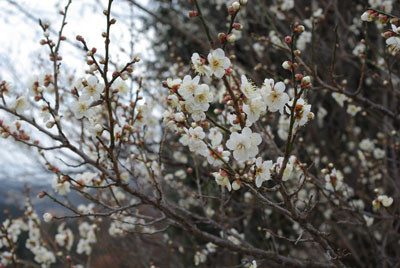 f:id:irajiomura:20100208150410j:image