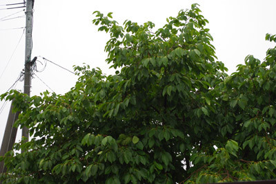 f:id:irajiomura:20100613080456j:image
